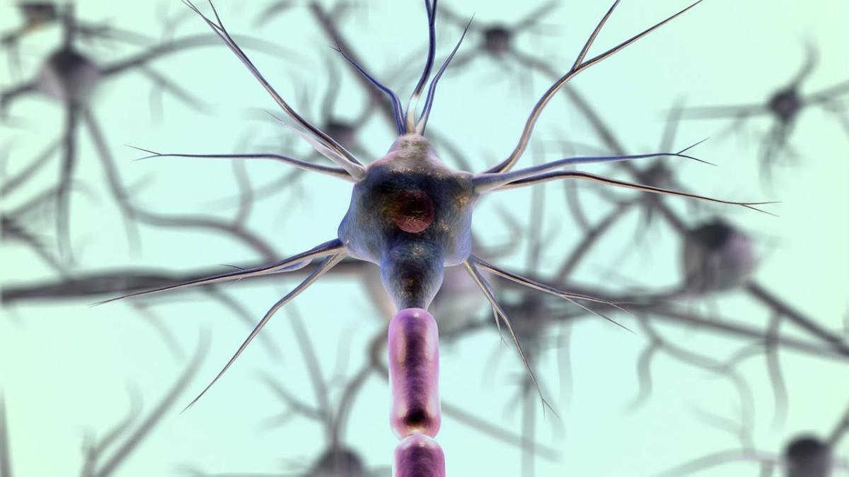 Una estructura multiescala y fractal coordina la actividad cerebral.