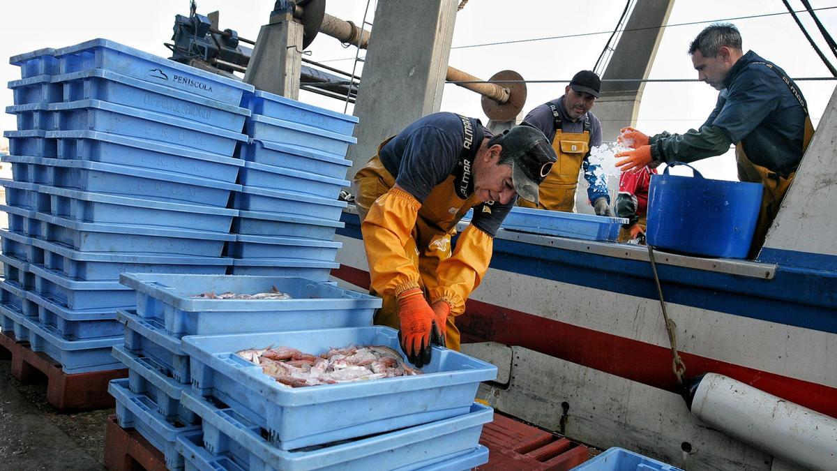 Un grupo de marineros limpia el pescado antes de descargarlo en la lonja del Grau de Castelló.