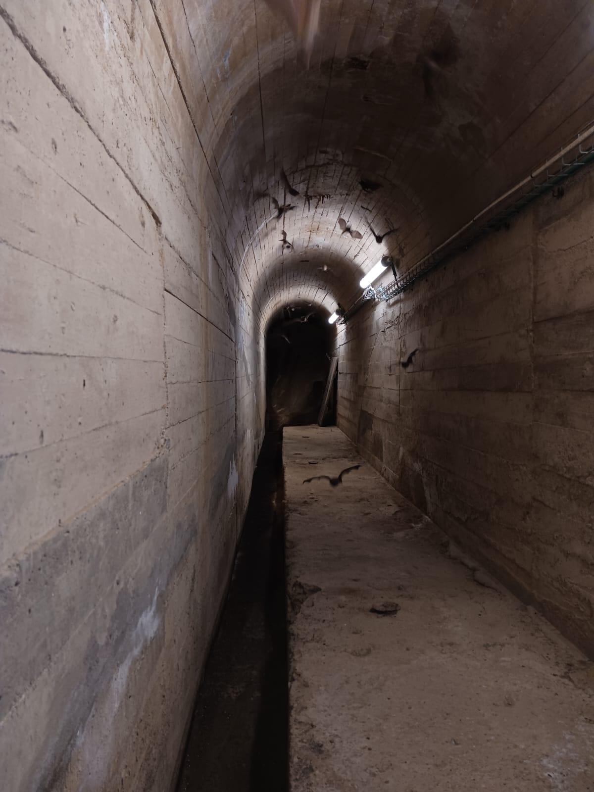 Ratpenats volant en un túnel d’unes instal·lacions d’Endesa a Sevilla.