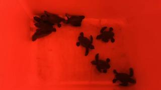 Die ersten Schildkrötenbabys sind am Stadtstrand von Palma de Mallorca geschlüpft