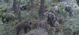 Los conservacionistas rechazan la autorización del Consell de la caza de jabalí y conejo en plena época de reproducción