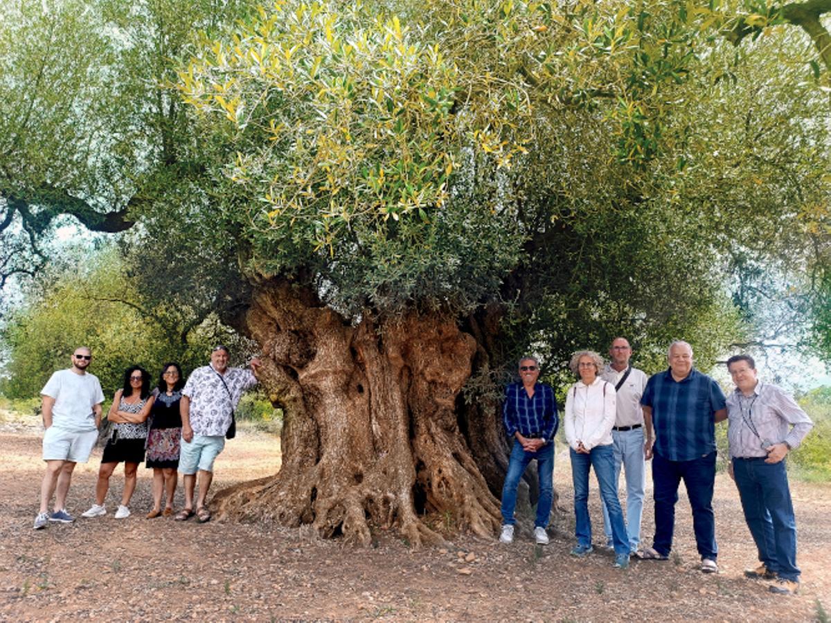 El Territorio Sénia (situado entre la Comunitat Valenciana, Catalunya y Aragón) es el lugar donde se halla la mayor concentración de olivos milenarios del mundo.