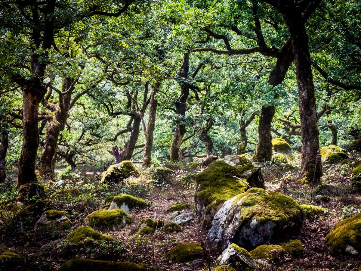 El parque de Los Alcornocales en Andalucía