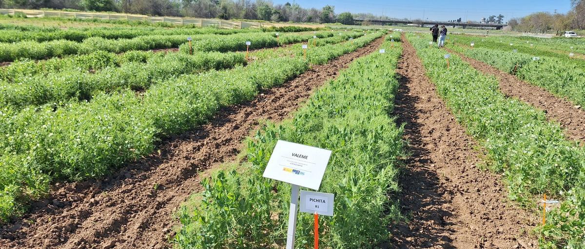 Variedades de guisantes.