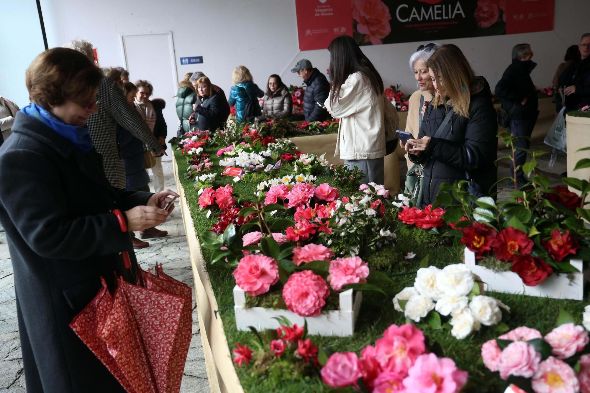 Así fue la 59 exposición internacional de la camelia, en Vilagarcía.