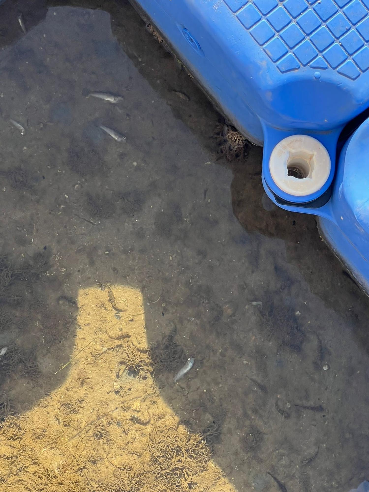 Peces muertos en el Mar Menor: aparecen ejemplares sin vida en Santiago de la Ribera