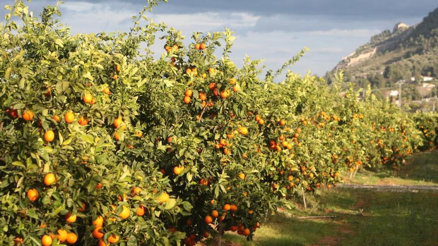 La línea de seguros cubre la producción de naranjas, entre otros.