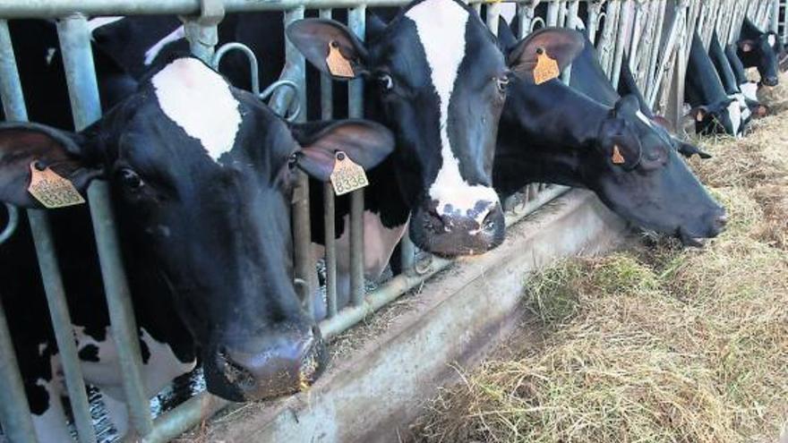 Vacas de leche en la ganadería Badiola, de Condres (Gozón).