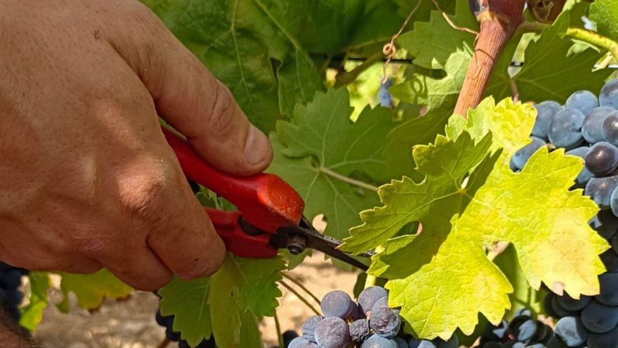 La sequía y las torcaces golpean la cosecha de uva para vino tinto en Ibiza