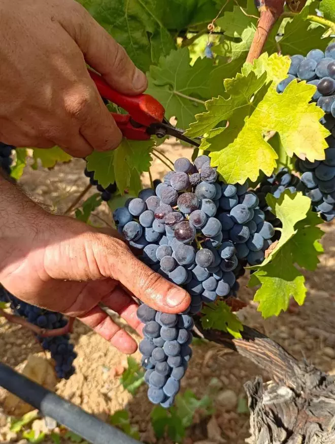 La sequía y las torcaces golpean la cosecha de uva para vino tinto en Ibiza