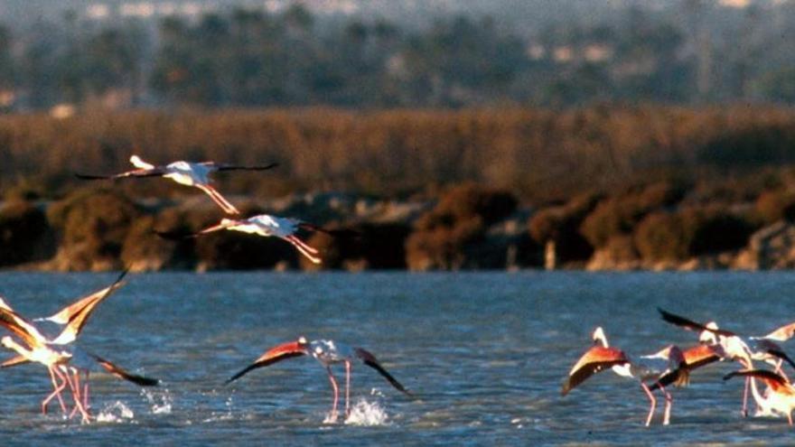 Parque Natural de las Salinas de Santa Pola, uno de los humedales más importantes de España.