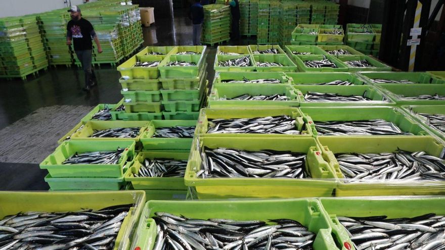 Cajas con bocarte para su subasta en la lonja de El Musel. | MARCOS LEÓN