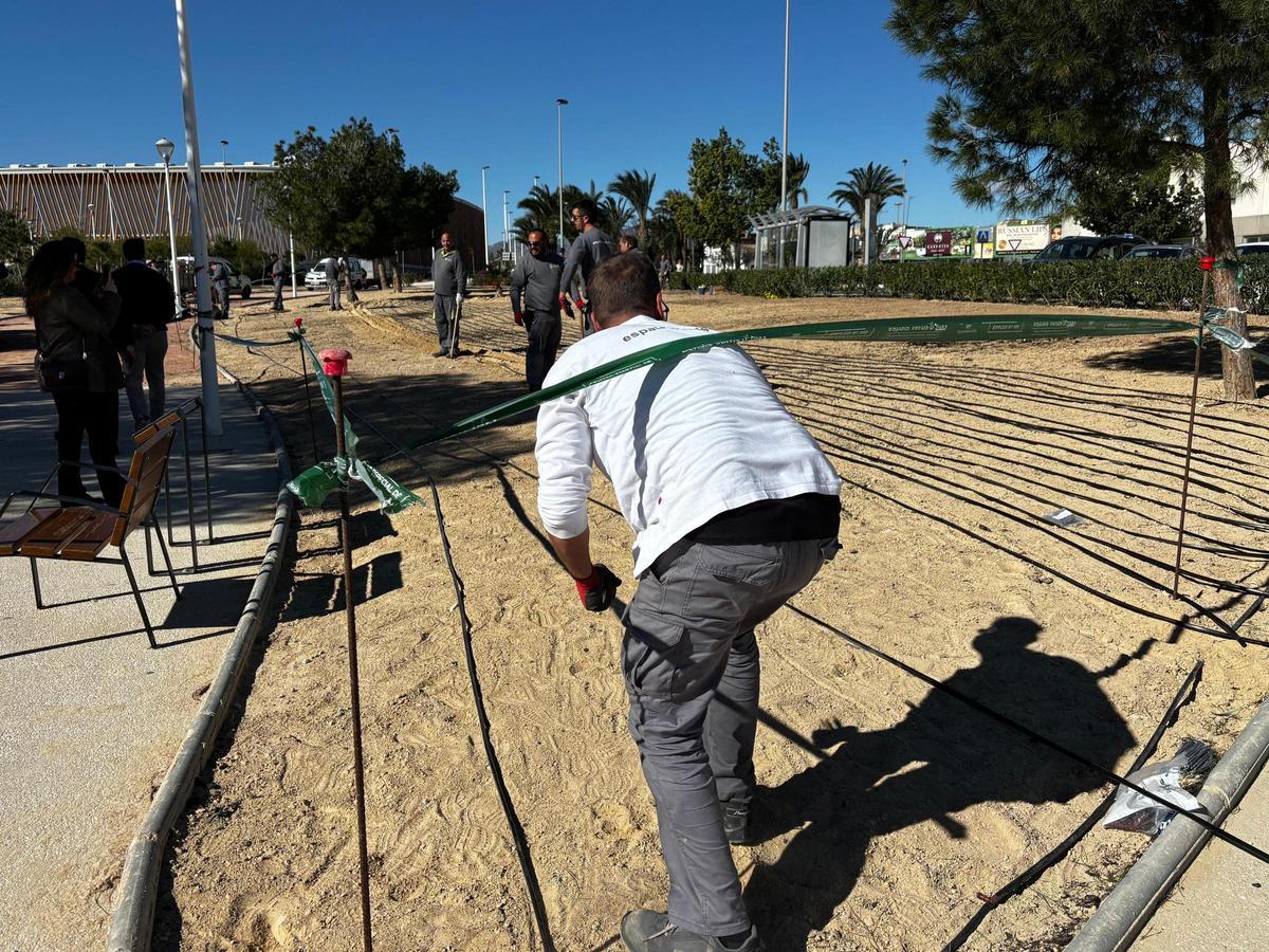 Trabajadores de Espais Verds instalan el riego para que czca el césped junto al cementerio viejo de Elche