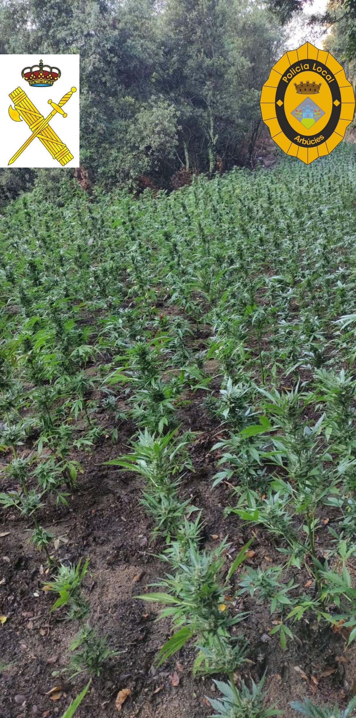 Una de les plantacions de marihuana Una de les plantacions de marihuana