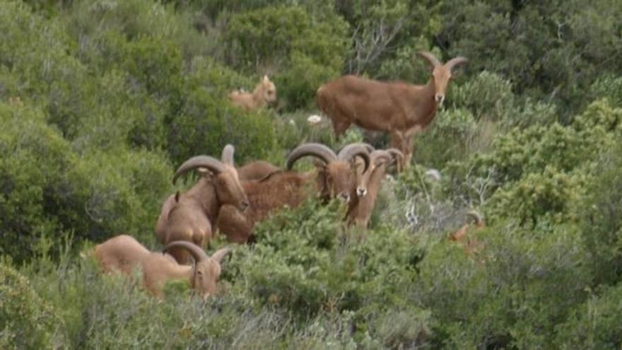 El Consell permitirá la caza del arruí por su expansión imparable