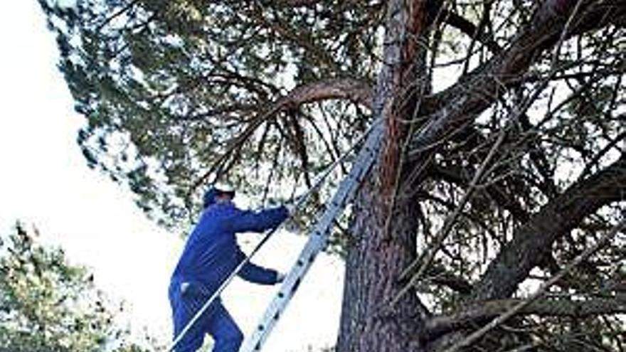 Recogida de piñas en un pinar de la provincia.