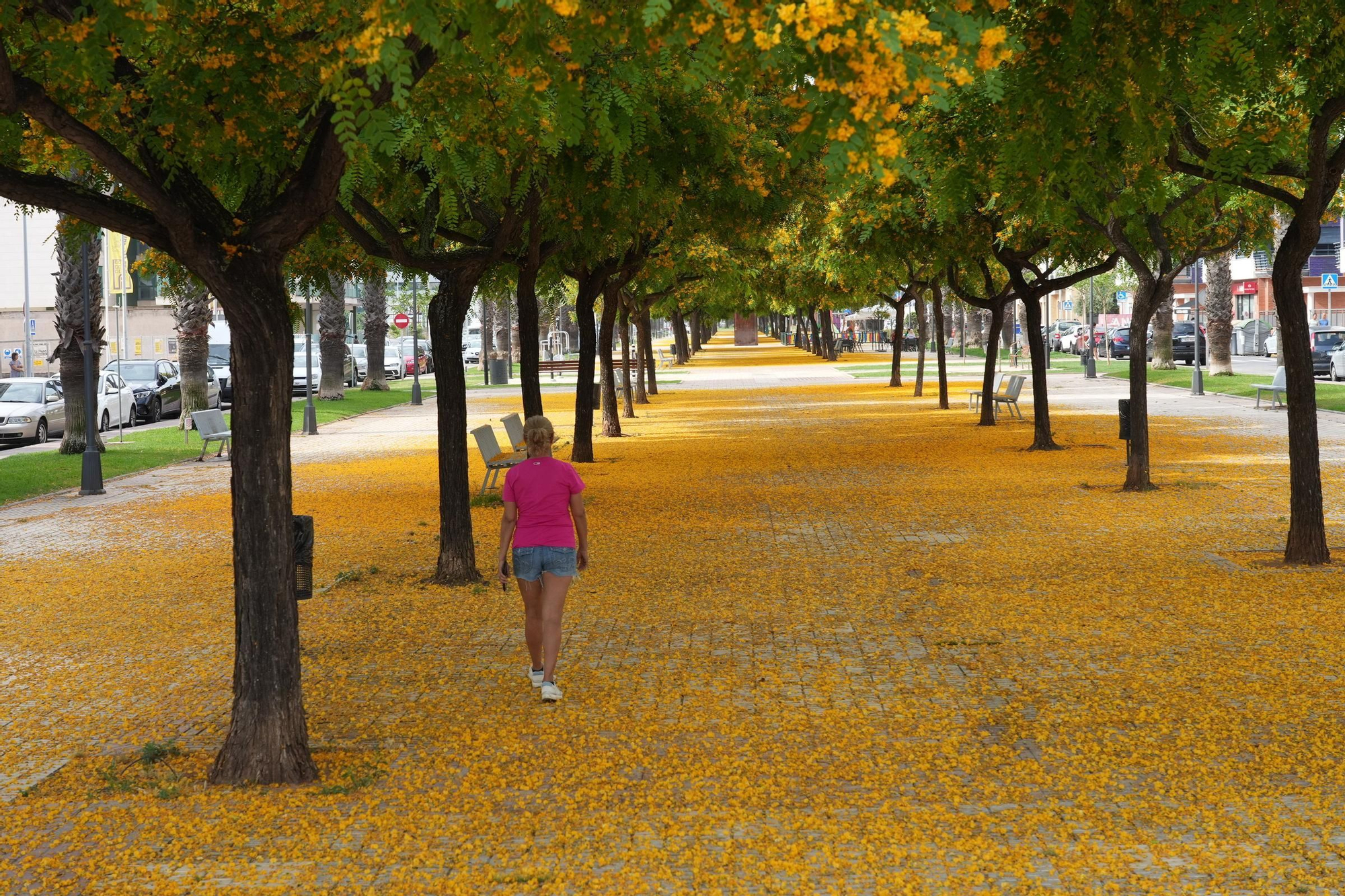 La floración tiñe las calles de Castelló