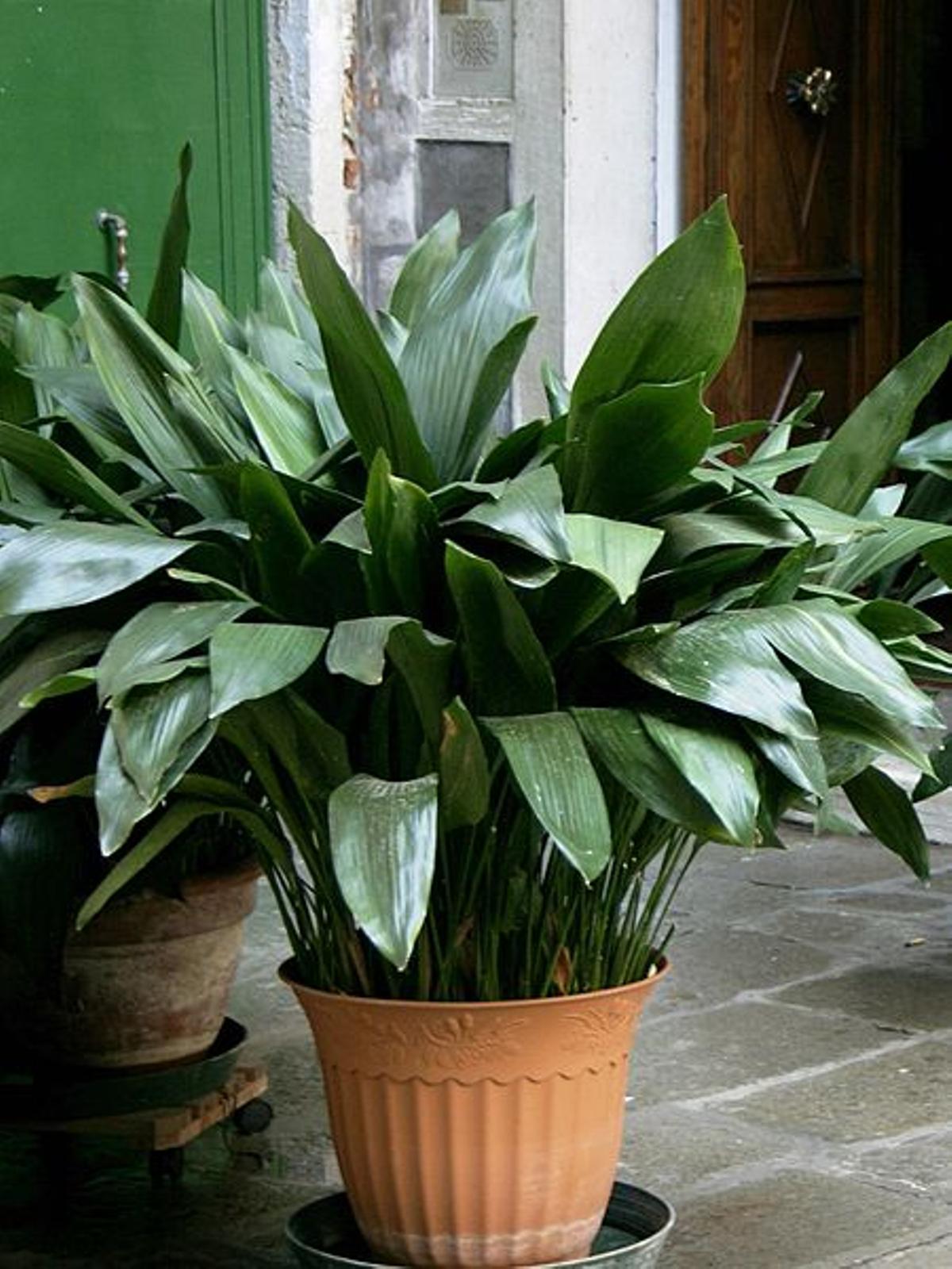 Elegantes Plantas en Macetas para Interior y Exterior