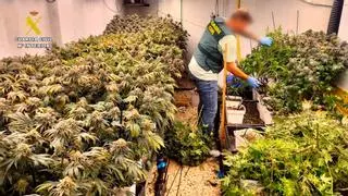 Un laboratorio de marihuana y 45 kilos de droga, hallados en falsos clubes cannábicos de Tenerife