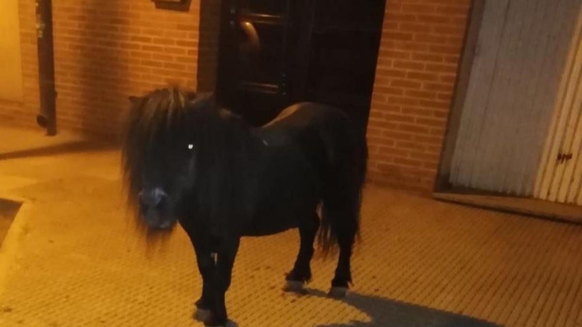 El poni, suelto por las calles de La Alberca este miércoles por la noche.