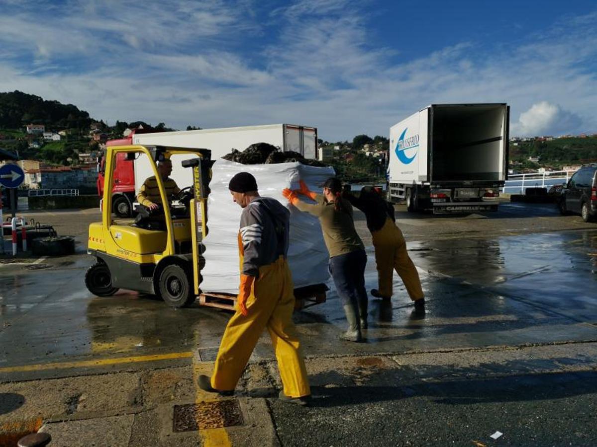 Mejilloneros de Bueu preparando ayer el producto en bolsas para su posterior comercialización. | // S.Á.
