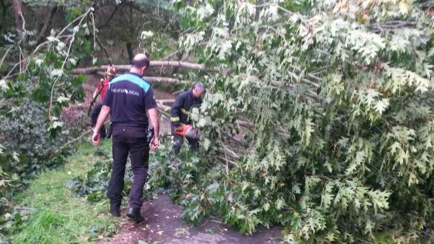 La caída de un árbol en Dornelas afecta al tendido eléctrico