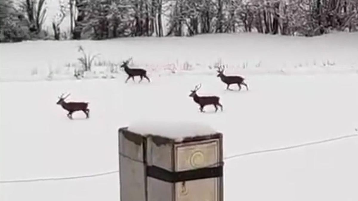 Una nevada intensa deja espectaculares imágenes en la Cerdanya