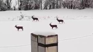 Una nevada intensa deja espectaculares imágenes en la Cerdanya