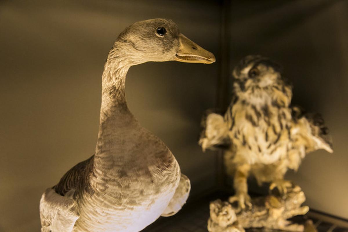 Dues aus dissecades que es poden presenciar a l’exposició ’Salvadoriana’, a partir d’aquest dilluns.