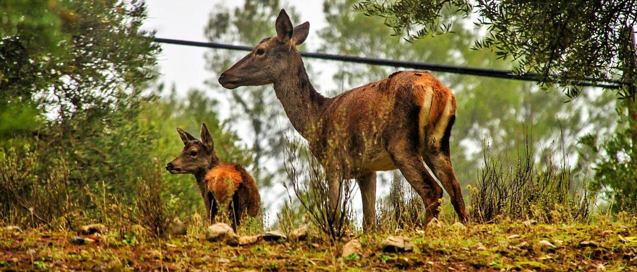 Una cierva y su cría en las montañas del interior de la provincia alicantina. | INFORMACIÓN