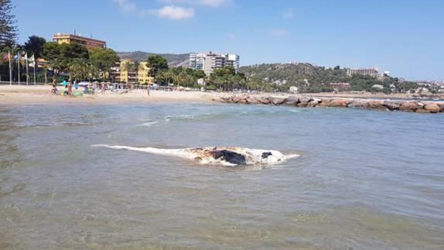 Un cetáceo en Benicàssim