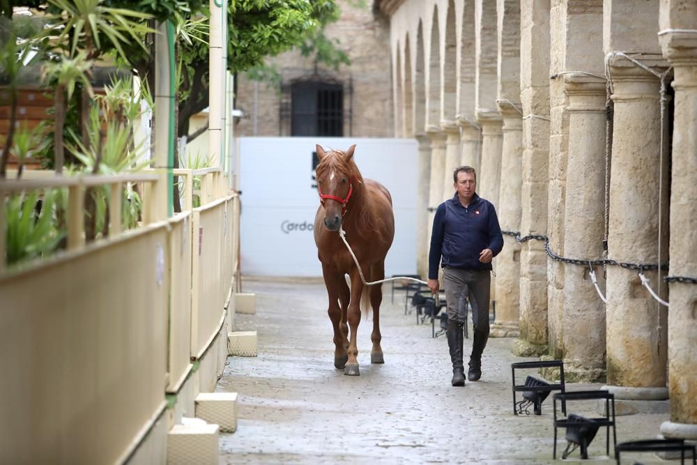 Coronavirus en Córdoba: ¿Quién cuida de los caballos en Caballerizas?