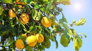 Cómo preparar el limonero en septiembre para que siga dando limones durante el otoño