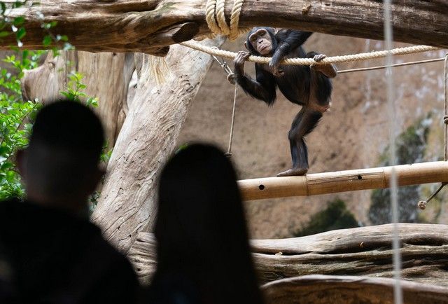 El Loro Parque reabre sus puertas al público después de 13 meses y medio de cierre por el Covid-19