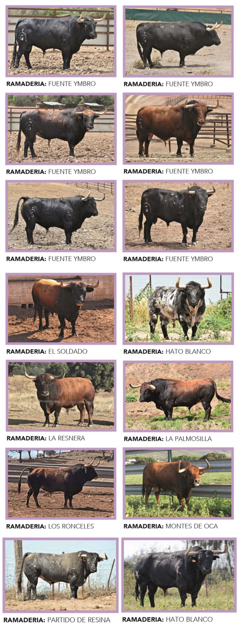 Todos los toros de las fiestas del Roser de Almassora