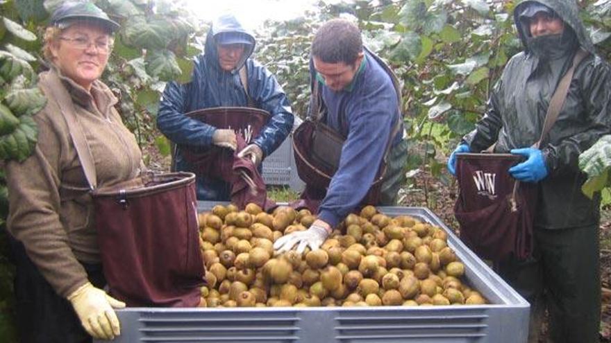 Tareas de recolección del kiwi en una finca de Currás, en Tomiño. // E.G.