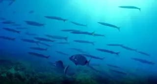 El mar balear es el que más óxido nitroso emite a la atmósfera en el Mediterráneo, según un estudio