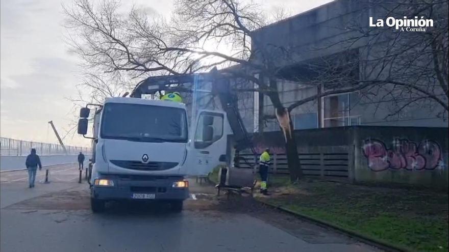 Despiezan y retiran un árbol derribado por el viento en el parque de San Diego