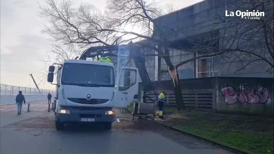Despiezan y retiran un árbol derribado por el viento en el parque de San Diego