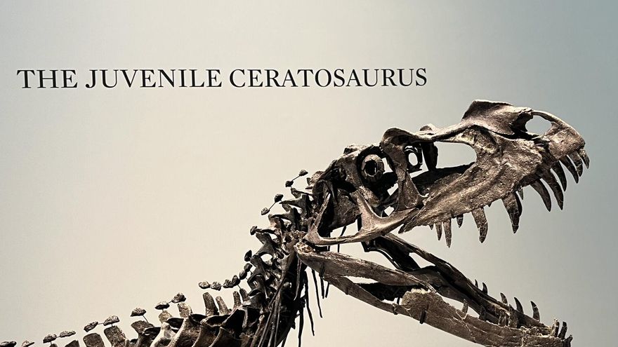 Subastado un raro esqueleto de Ceratosaurus juvenil por 30,5 millones de dólares