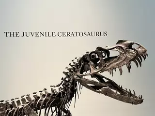 Subastado un raro esqueleto de Ceratosaurus juvenil por 30,5 millones de dólares