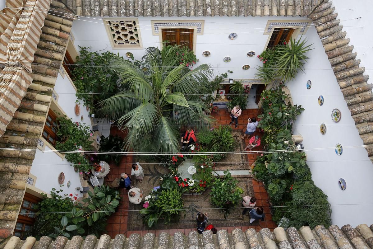 La kentia de Maese Luis, 9, premio a la Planta Singular del Concurso de Patios