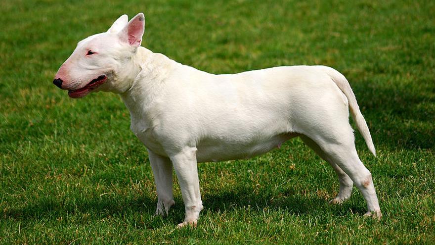 Bull Terrier: una de las razas de perros &quot;mini&quot; que no crecen mucho