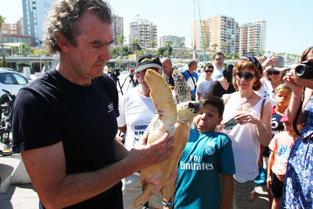 El animal ha permanecido un año en las instalaciones del Aula del Mar de Málaga recuperándose de sus heridas, hasta su completo restablecimiento