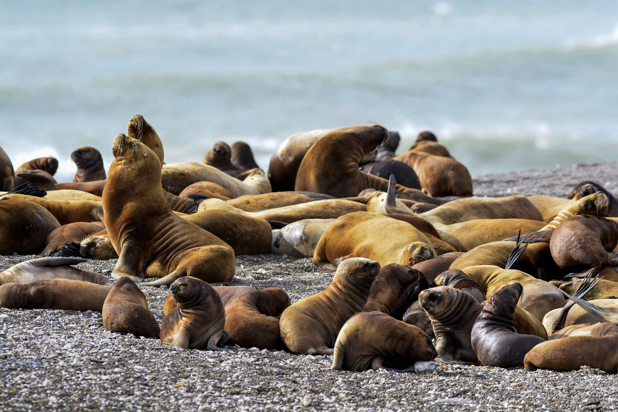 Una manada de leones marinos en la reserva de Península Valdés