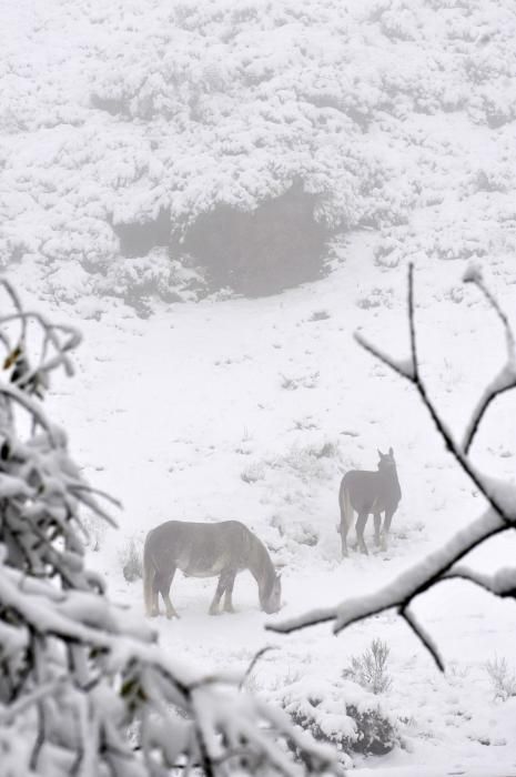 Ola de frío y nieve en Asturias