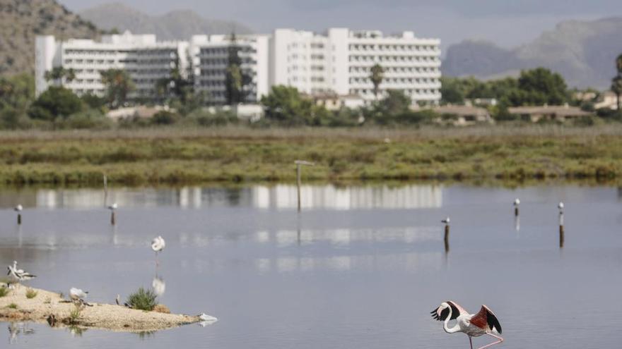 FOTOS | S’Albufera de Mallorca agoniza: Ganan los intereses hoteleros y agrícolas