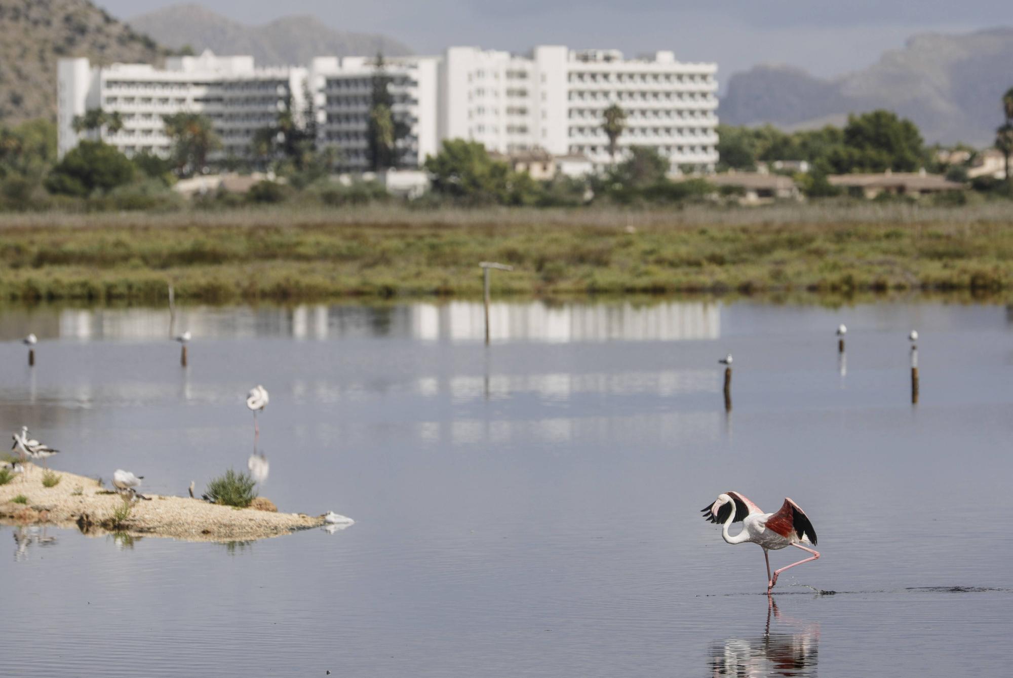 Flamencos filtran el agua salada de s’Albufera, con hoteles al fondo.