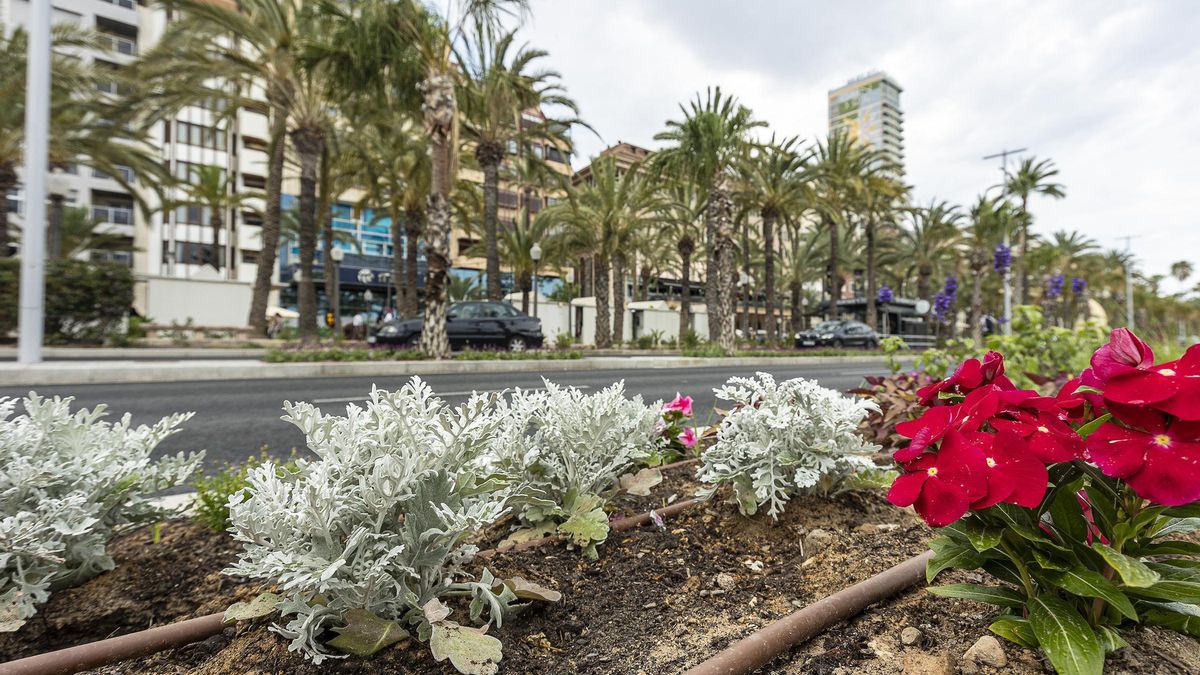 Más de 5.000 plantas de flor para la fachada litoral de Alicante