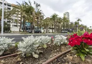 Más de 5.000 plantas de flor para la fachada litoral de Alicante